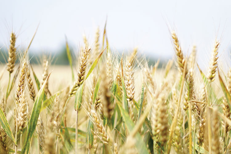 Field of wheat