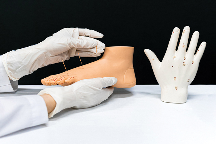 Hand and foot acupuncture models